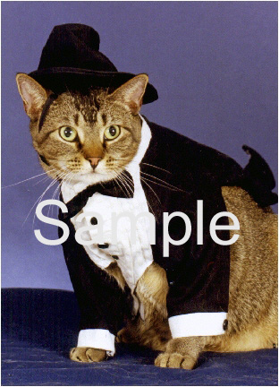 CATN03.jpg